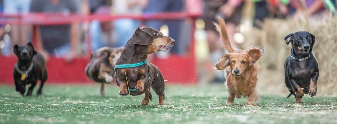 Sofia (middle with green harness) held off Winston, far right and Molly, second from right, to win the 2022 "Running of the Wieners” hosted by Marker 48.