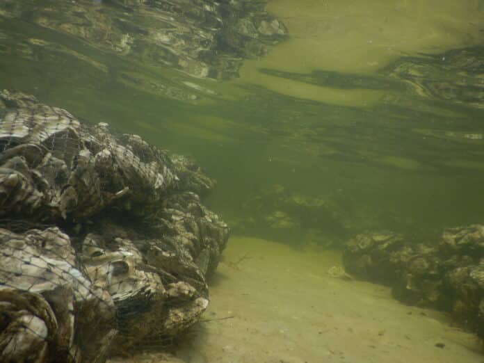 Underwater shot of the newly placed oyster bags.  Photo courtesy of Keith Kolasa.