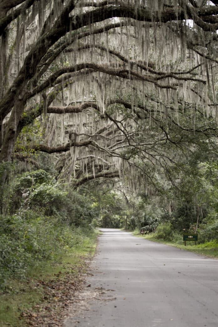 Spanish moss has a wide variety of uses