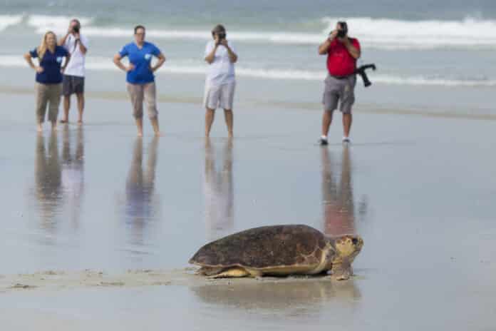 It's sea turtle nesting season