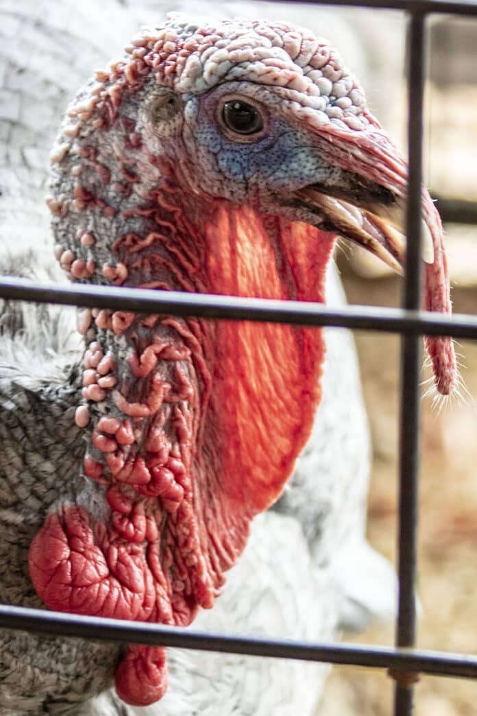 Turkeys, rabbits and chickens all had their roles in the livestock competition