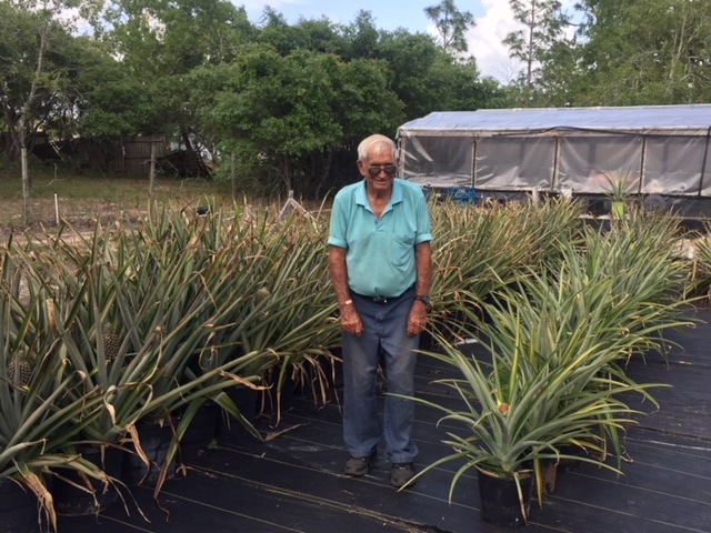 Acy Holly with his pineapple plants