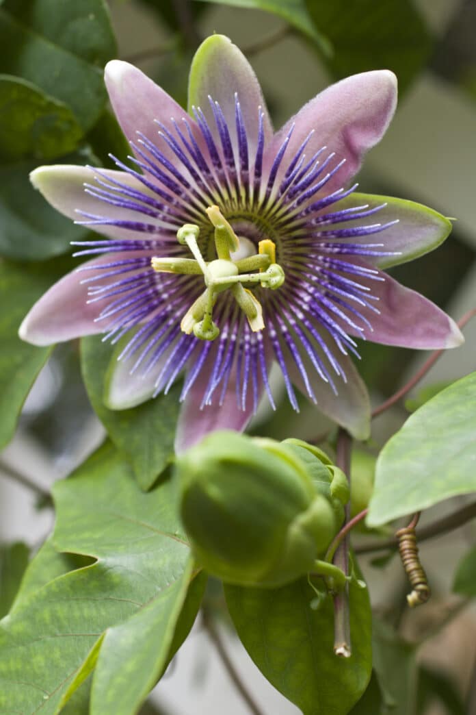 Passion Flowers