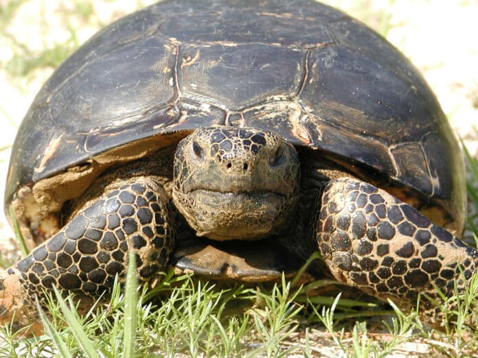 An adult gopher toroise