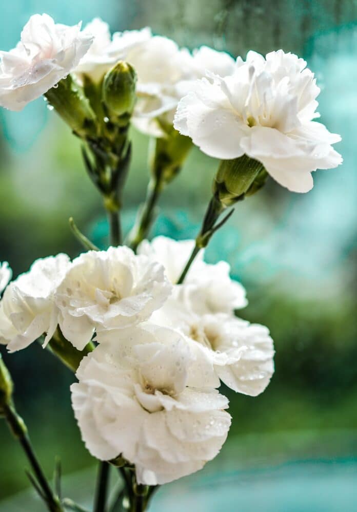 White carnations are symbolic of a mother’s pure love