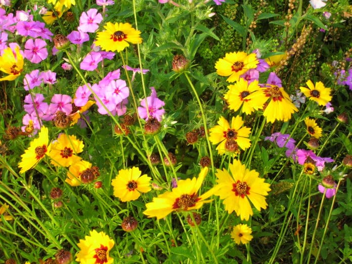 Florida wildflowers