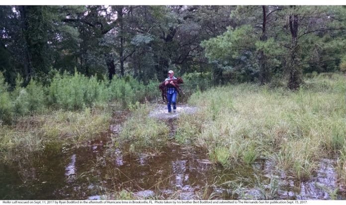 Our entry for best reader generated photograph by Bert Bodiford- Irma the Calf- published Sept. 15, 2017.  Ryan Bodiford rescues a calf from his flooded property in Brooksville.