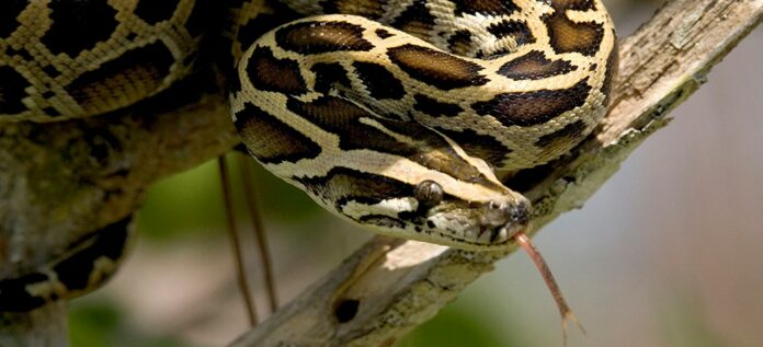 A Burmese Python sunning on a limb in the Everglades National Park, Photo Courtesy of Everglades National Park