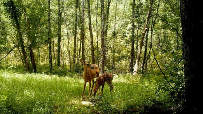 A doe with her fawn in Citrus County.