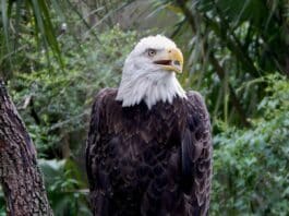 It's no wonder a bird as majestic as this became our national symbol