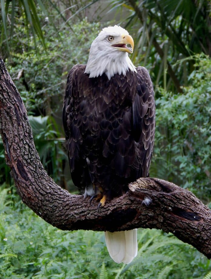 It's no wonder a bird as majestic as this became our national symbol