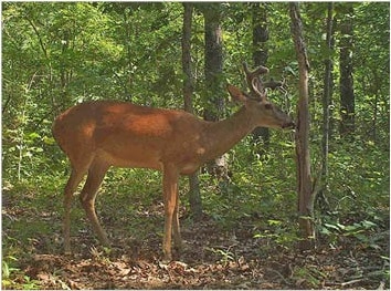 Whitetail buck captured on trail camera in Croom