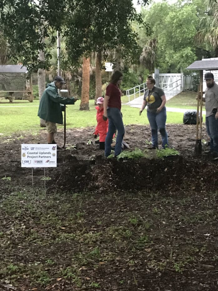 Volunteers removing exotics and planting natives during coastal restoration program at Linda Pederson Park.