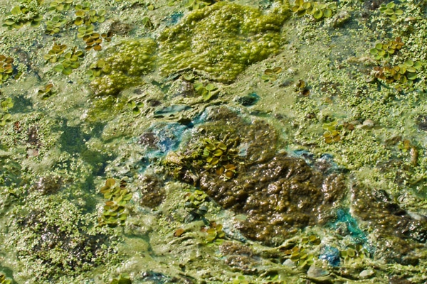 Close up of algae on the Santa Fe River, Florida. Date: 2012 Source: U.S. Environmental Protection Agency