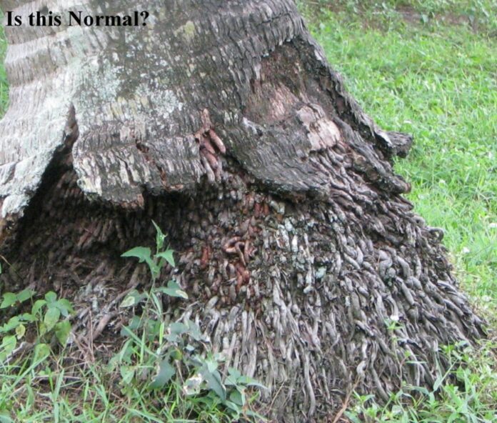 Palm Roots by Jim Davis, UF/IFAS Extension