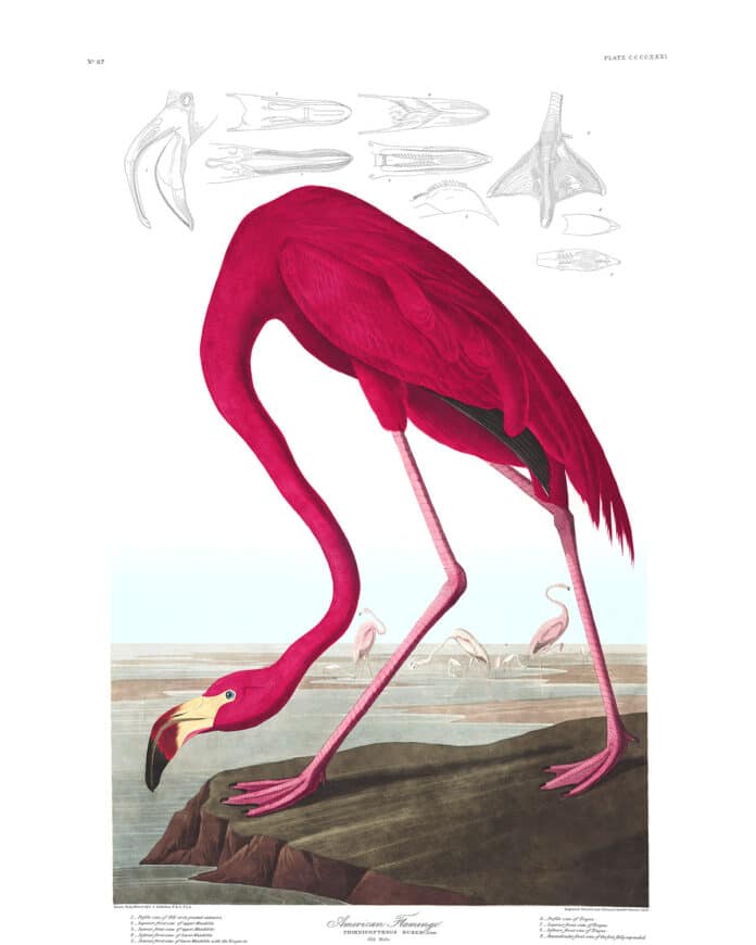 Flamingo Plate 431 by John James Audubon