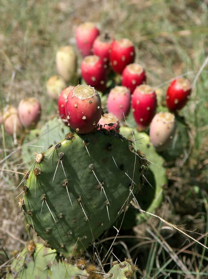 Prickly Pear