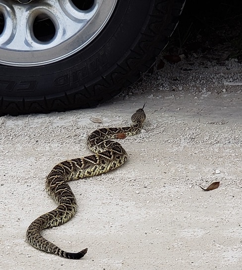Easter Diamondback Rattlesnakes can be dangerous, but serve an important role in the Florida ecosystem