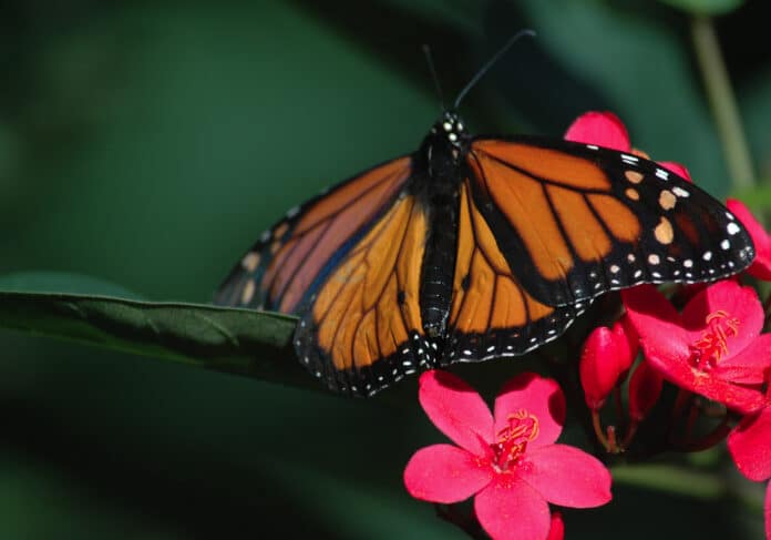 Monarch butterly