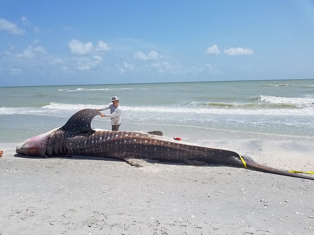 FWC July 22, 2018- Whale shark necropsy performed on Sanibel Island by FWC’s Dr Gregg Poulakis and NOAA’s Dr Jose Castro along with additional FWC staff. The whale shark was as immature/maturing male, just shy of 26 feet in total length. No cause of death is known at this time. It was fairly fresh or newly deceased (not heavily decomposed).