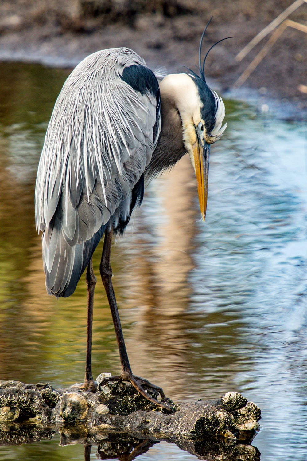 Bay the Great Blue Heron.... rests on the limestone rocks in the marsh inlet on Bayou Drive. This Great Blue Heron has fishing line constricted around its tongue and lower bill causing the heron not to hunt or eat correctly.