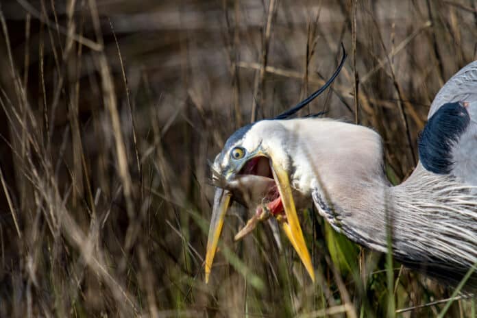 The Great Blue Heron seen here shows the effects of discarded or carelessness uses of fishing line. The line is wrapped completely around the heron's tongue preventing the heron from eating correctly. Photo taken on March 6, 2018