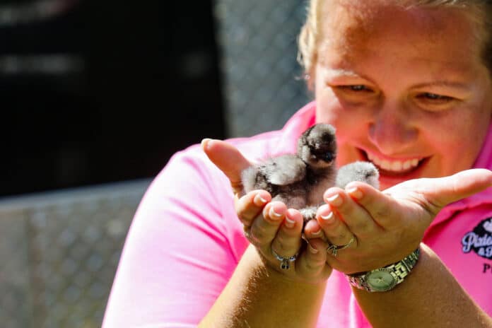 Courtney Stone, co-owner of Pixie’s Poultry & Pigs LLC in Brooksville holds recently hatched Silkie chicks.