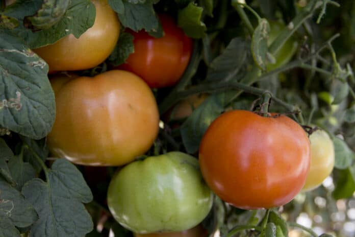 Some tomatoes grown by the University of Florida
