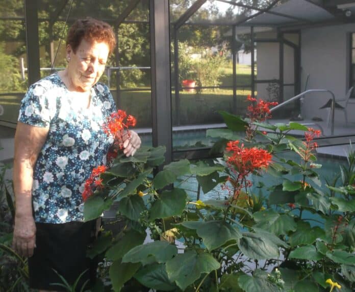 Bernadette has a number of butterfly plants such as firespike in her garden