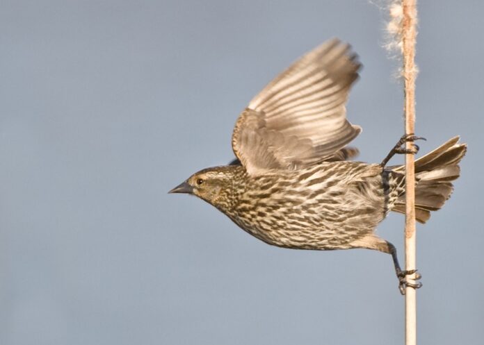 Bird taking flight