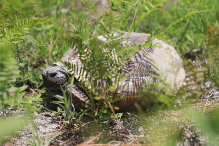 Photo of gopher tortoise in grass