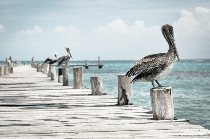 Photo of pelicans on a pier