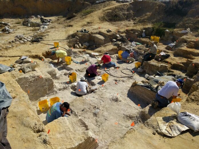 Volunteers and Staff members from the Florida Museum excavating the Montbrook dig site. Many fossils have been found during excavation and showcased at the Florida Museum in Gainesville, FL. Photo provided by Rachel E. Narducci Division of Paleontology