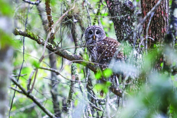 Barred Owls are common at Chassahowitzka WMA