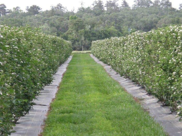 Rows of blackberry canes