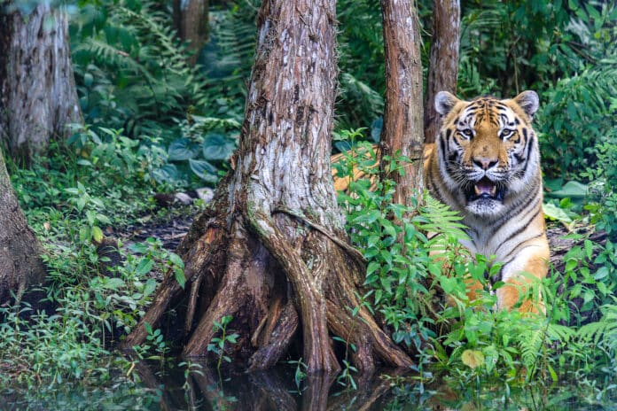 Seth is one of the tigers that Big Cat Rescue rescued from another sanctuary. He is 14 years old and weighs over 500lbs. 