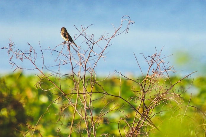 Eastern Phoebe perches at Lakewood Retreat during the 2017 yearly Christmas bird count. Photo by ALICE MARY HERDEN