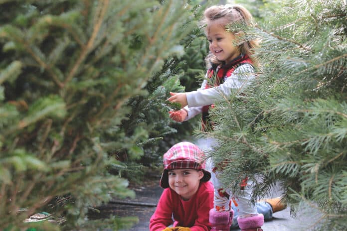 Charlotte, 2 1/2, and her brother Lincoln Brooks, 4, enjoying the Christmas tree Farm environment on Thanksgiving Day