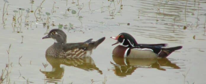 2018 Christmas Bird Count 