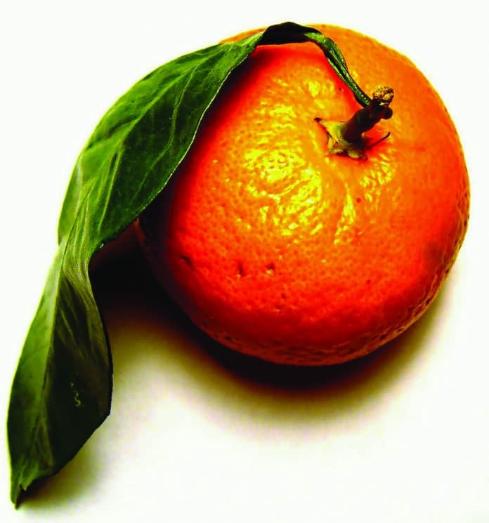 Tangerine photo