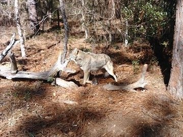 A Citrus County coyote taken by Toby near a residential development in Inverness