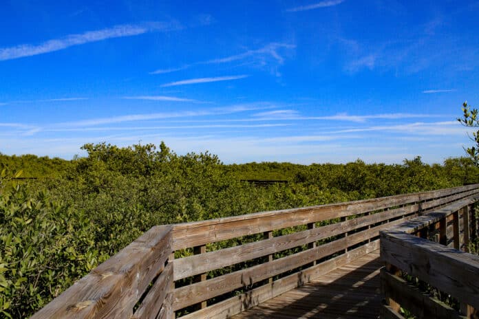 Robert K. Rees Memorial Park offers visitors a 1600’ boardwalk through the mangroves