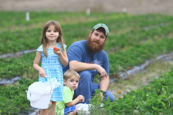 Daniel McTague with son Liam, age, and daughter Emily, age 5, from Brooksville, take time to enjoy the outdoors picking strawberries at Upicktopia in Masaryktown.