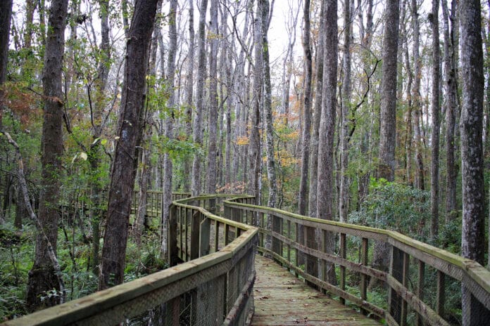 The Upper Pithlachascotee River Preserve offers visitors with a 1,500 foot boardwalk for visitors surrounded by wetland habitat