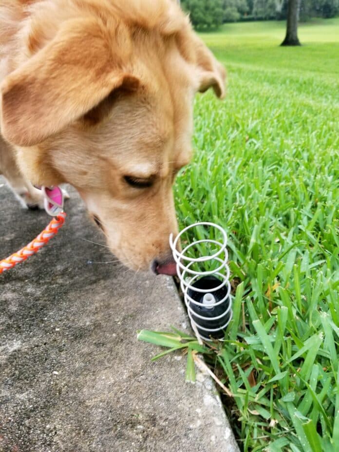 It doesn’t take a sharp nose to locate broken irrigation heads. Make sure you check each month. Photo courtesy of Jim Davis  