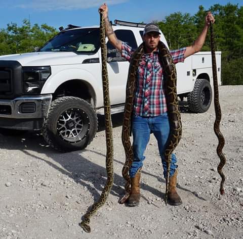 Florida's own Python Cowboy, Mike Kimmel with a morning's catch of Burmese Pythons in Ochopee, Fl.