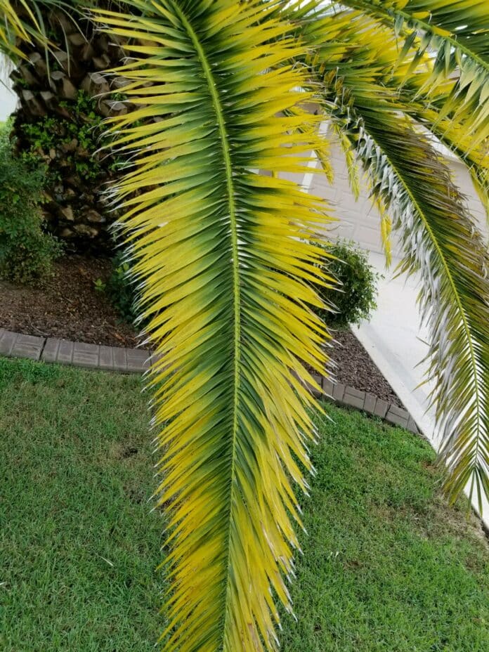 Magnesium and Potassium deficiency on a palm leaf