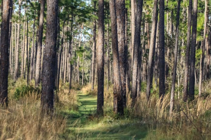 A beautiful photo of a longleaf pine forest by Alice Mary Herden for this Monday Morning.