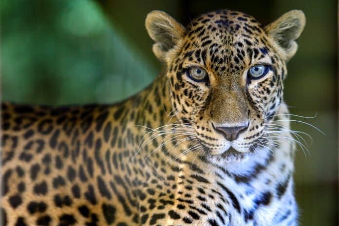 Nat is a 17-year- old female leopard residing at Tampa’s Big Cat Rescue.  Photo by Alice Mary Herden.