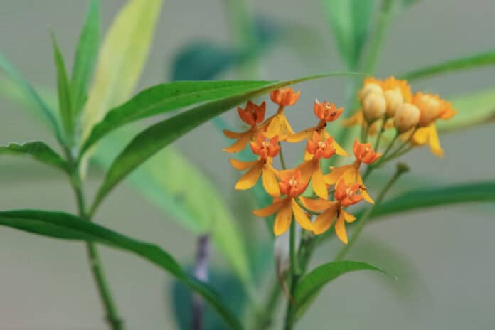 Milkweed is a host plant for a variety of butterflies, like Monarch butterflies.